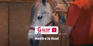 GALOP 1 - Mettre le licol