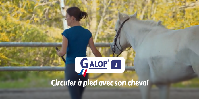 GALOP 2 - Circuler à pied avec son cheval