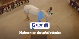 GALOP 2 - Déplacer son cheval à l'attache