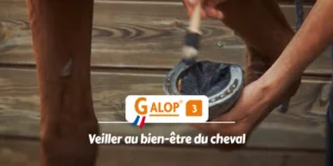 GALOP 3 - Veiller au bien-être du cheval