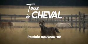 Tous à cheval - poulain nouveau-né