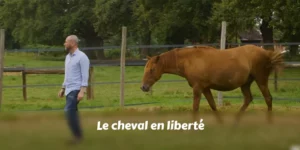 TOUS LE PIED À L'ÉTRIER - Le cheval en liberté